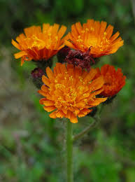 Image result for Hieracium aurantiacum