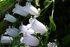 Image result for Campanula formanekiana