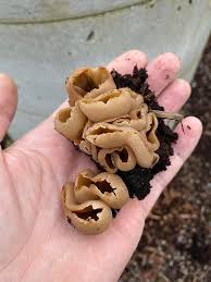 Attēlu rezultāti vaicājumam “Peziza vesiculosa”