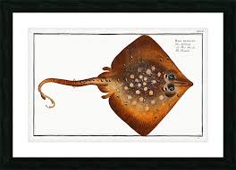 Image result for Raja clavata