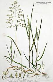 Attēlu rezultāti vaicājumam “Poa trivialis flower”