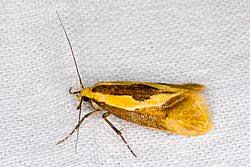 Attēlu rezultāti vaicājumam “Oecophoridae”