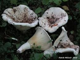 Attēlu rezultāti vaicājumam “Lactarius lygniotus”