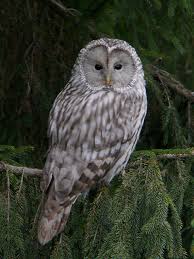 Attēlu rezultāti vaicājumam “Strix uralensis”