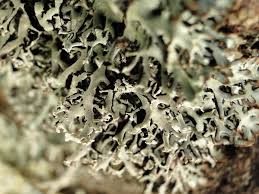 Attēlu rezultāti vaicājumam “Hypogymnia vittata”