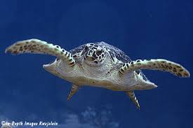 Image result for Eretmochelys imbricata