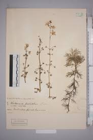 Attēlu rezultāti vaicājumam “Hottonia palustris fruit”