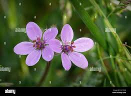 Attēlu rezultāti vaicājumam “Erodium cicutarium fruit”