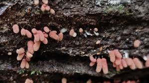 Attēlu rezultāti vaicājumam “Arcyria incarnata”