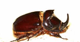 Attēlu rezultāti vaicājumam “Oryctes nasicornis”