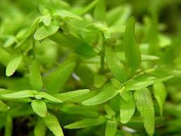 Attēlu rezultāti vaicājumam “Elatinaceae”