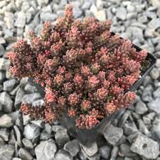 Attēlu rezultāti vaicājumam “Sedum album flower”