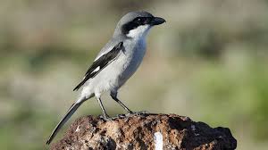 Attēlu rezultāti vaicājumam “Lanius excubitor adult”