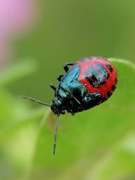Attēlu rezultāti vaicājumam “Zicrona caerulea nymph”
