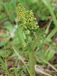 Attēlu rezultāti vaicājumam “Botrychium matricariifolium”