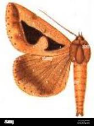 Attēlu rezultāti vaicājumam “Crambidae”