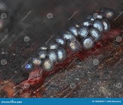 Attēlu rezultāti vaicājumam “Lamproderma ovoideum macro”