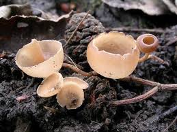 Attēlu rezultāti vaicājumam “Ciboria amentacea”