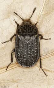 Attēlu rezultāti vaicājumam “Silphidae”