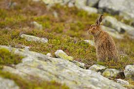 Attēlu rezultāti vaicājumam “Lepus timidus”