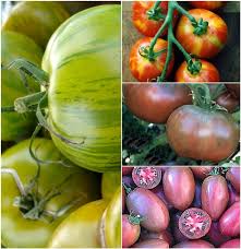 Attēlu rezultāti vaicājumam “Lycopersicon esculentum”