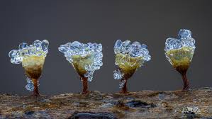 Attēlu rezultāti vaicājumam “Physarum viride var. incanum stalked”