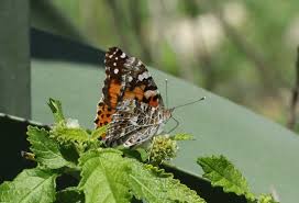 Attēlu rezultāti vaicājumam “Vanessa cardui upperside”