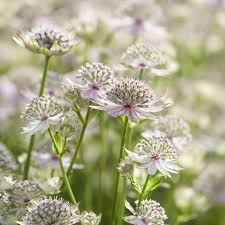 Attēlu rezultāti vaicājumam “Astrantia major”
