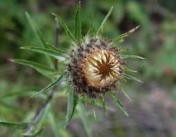 Attēlu rezultāti vaicājumam “Carlina biebersteinii leaf”