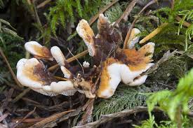 Attēlu rezultāti vaicājumam “Hydnellum aurantiacum”