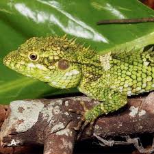 Attēlu rezultāti vaicājumam “Lophozia longidens”