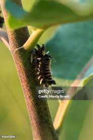 Attēlu rezultāti vaicājumam “Arctia caja larva”