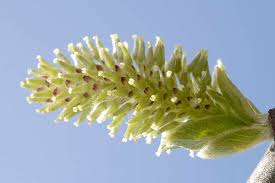 Attēlu rezultāti vaicājumam “Salix cinerea female flower”