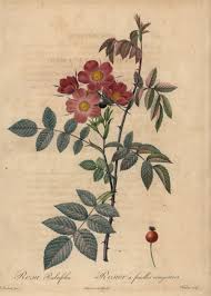 Attēlu rezultāti vaicājumam “Rosa glauca leaf”