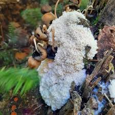 Attēlu rezultāti vaicājumam “Brefeldia maxima young”