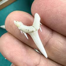 Image result for Odontaspis ferox