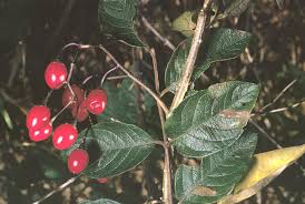 Attēlu rezultāti vaicājumam “Solanum dulcamara fruit”