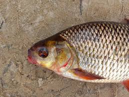 Image result for Rutilus rutilus