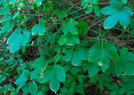 Attēlu rezultāti vaicājumam “Humulus lupulus leaf”