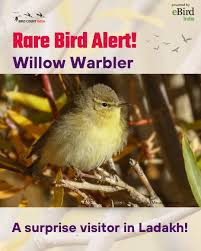 Attēlu rezultāti vaicājumam “Phylloscopus trochilus”