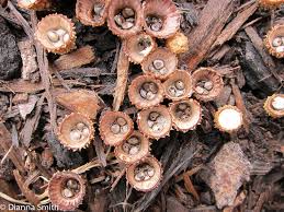 Attēlu rezultāti vaicājumam “Cyathus striatus”