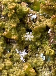 Attēlu rezultāti vaicājumam “Cephalozia connivens”