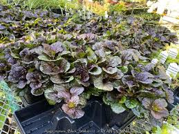 Attēlu rezultāti vaicājumam “Ajuga reptans flower”