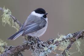 Attēlu rezultāti vaicājumam “Poecile montanus adult”