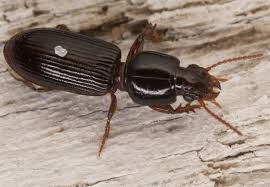 Attēlu rezultāti vaicājumam “Clivina fossor”