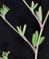 Attēlu rezultāti vaicājumam “Trifolium arvense leaf”