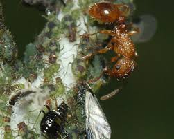 Attēlu rezultāti vaicājumam “Chaitophorus populeti”