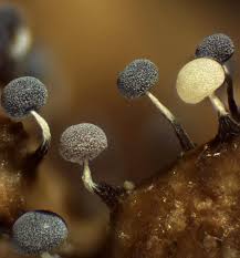 Attēlu rezultāti vaicājumam “Physarum bivalve sessile”