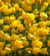 Attēlu rezultāti vaicājumam “Tulipa sylvestris bud”