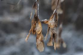 Attēlu rezultāti vaicājumam “Acer negundo fruit”